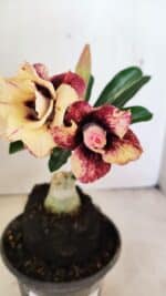 ENXERTO 12316 – 20cm (cor LM 827)