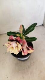 ENXERTO 12316 – 20cm (cor LM 827) - Imagem 7