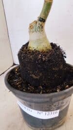 ENXERTO 12316 – 20cm (cor LM 827) - Imagem 6