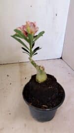 ENXERTO 12316 – 20cm (cor LM 827) - Imagem 5