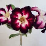 ENXERTO 12317 – 20cm (cor LM 1003)