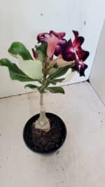 ENXERTO 12317 – 20cm (cor LM 1003) - Imagem 5