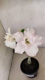 ENXERTO 12318 – 20cm (cor LM 615) - Imagem 3