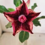 ENXERTO 12319 – 20cm (cor LM 362)