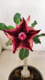 ENXERTO 12319 – 20cm (cor LM 362)