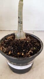 ENXERTO 12319 – 20cm (cor LM 362) - Imagem 7