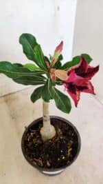 ENXERTO 12319 – 20cm (cor LM 362) - Imagem 4