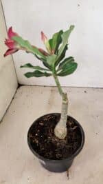 ENXERTO 12319 – 20cm (cor LM 362) - Imagem 5