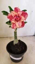 ENXERTO 12320 – 20cm (cor LM 402) - Imagem 2