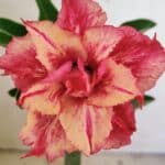 ENXERTO 12320 – 20cm (cor LM 402)