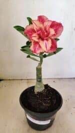 ENXERTO 12320 – 20cm (cor LM 402) - Imagem 6