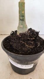 ENXERTO 12320 – 20cm (cor LM 402) - Imagem 7