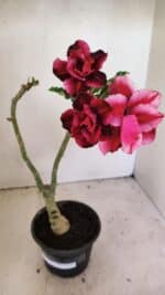 ENXERTO 12321 – 30cm (cor LM 956) - Imagem 2