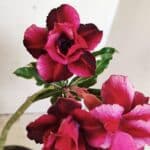 ENXERTO 12321 – 30cm (cor LM 956)