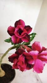 ENXERTO 12321 – 30cm (cor LM 956)