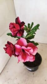 ENXERTO 12321 – 30cm (cor LM 956) - Imagem 5