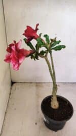 ENXERTO 12321 – 30cm (cor LM 956) - Imagem 7