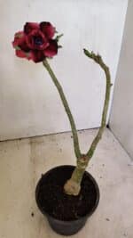 ENXERTO 12321 – 30cm (cor LM 956) - Imagem 6