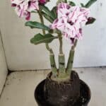 ENXERTO 12322 – 22cm (cor LM 978)