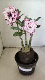 ENXERTO 12322 – 22cm (cor LM 978)