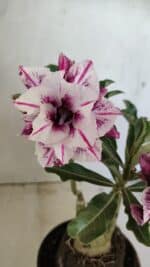 ENXERTO 12322 – 22cm (cor LM 978) - Imagem 3