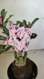 ENXERTO 12322 – 22cm (cor LM 978) - Imagem 4