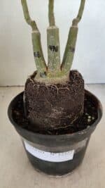 ENXERTO 12322 – 22cm (cor LM 978) - Imagem 9