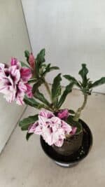 ENXERTO 12322 – 22cm (cor LM 978) - Imagem 5