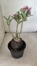 ENXERTO 12322 – 22cm (cor LM 978) - Imagem 6