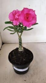 ENXERTO 12323 – 20cm (cor LM 04) - Imagem 2