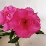 ENXERTO 12323 – 20cm (cor LM 04)