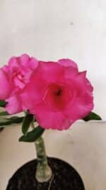 ENXERTO 12323 – 20cm (cor LM 04)