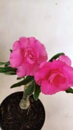 ENXERTO 12323 – 20cm (cor LM 04) - Imagem 4