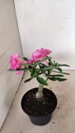 ENXERTO 12323 – 20cm (cor LM 04) - Imagem 5