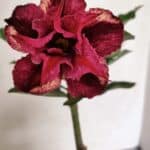 ENXERTO 12324 – 20cm (cor LM 362)