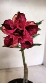 ENXERTO 12324 – 20cm (cor LM 362)