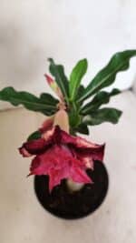 ENXERTO 12324 – 20cm (cor LM 362) - Imagem 4