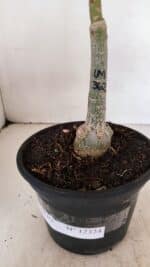 ENXERTO 12324 – 20cm (cor LM 362) - Imagem 6