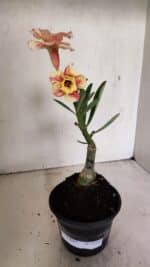 ENXERTO 12325 – 20cm (cor LM 618) - Imagem 2