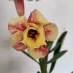 ENXERTO 12325 – 20cm (cor LM 618)