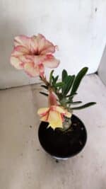 ENXERTO 12325 – 20cm (cor LM 618) - Imagem 4