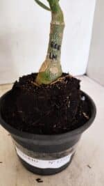 ENXERTO 12325 – 20cm (cor LM 618) - Imagem 6