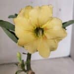 ENXERTO 12326 – 20cm (cor LM 436)