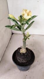 ENXERTO 12326 – 20cm (cor LM 436) - Imagem 6