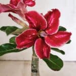 ENXERTO 12327 – 20cm (cor LM 887)