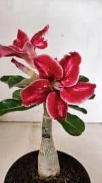 ENXERTO 12327 – 20cm (cor LM 887)