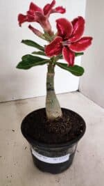 ENXERTO 12327 – 20cm (cor LM 887) - Imagem 7