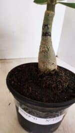 ENXERTO 12327 – 20cm (cor LM 887) - Imagem 6