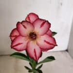 ENXERTO 12328 – 20cm (cor LM 914)