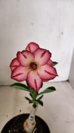 ENXERTO 12328 – 20cm (cor LM 914)